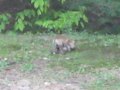 Fox Family #3 Fox Family #3