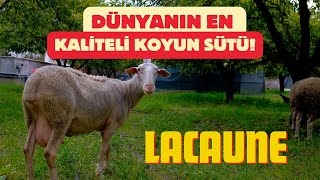 Lacaune  Irkı Koyunlar Hakkında Herşey | En Kaliteli Koyun Sütü #köyegöç #çiftli