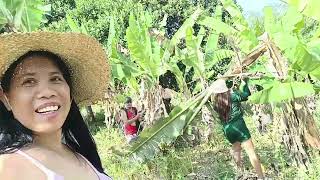 Harvested Banana & Jackfruit In The Farm With Joan Laud