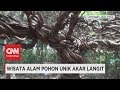 Wujud Akar Pohon Raksasa di Hutan Brondong Lamongan