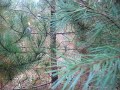 Conservation Corps Minnesota Project Work: White Pine Blister Rust pruning