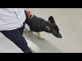 Roland (GSD Puppy) learning heel - no leash