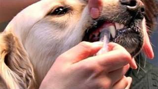 How To Learn Giving Dog Medications