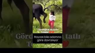 Merhamette Onlar Kadar Olamadık Buda Bizim Ayıbımız