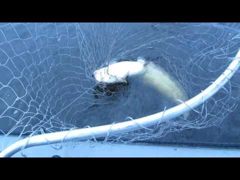 рыбалка сом 2016 рыбалка сом 2016