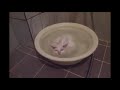 Cat refuses to get out of warm bath