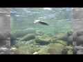 衝撃のルアーアクション AR-HDミノー 水中動画
