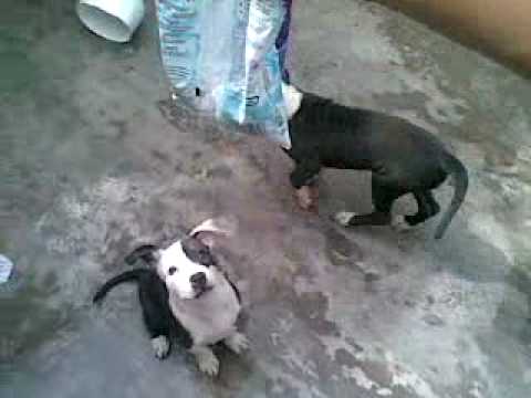 Peleas+De+Perros+Pitbull+Callejeras Peleas De Perros Pitbull Callejeras http://pics1.this-pic.com/key ...