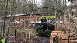 Du résineux sur les chemins