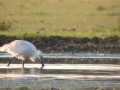 Spoonbill on Port Meadow 7th June