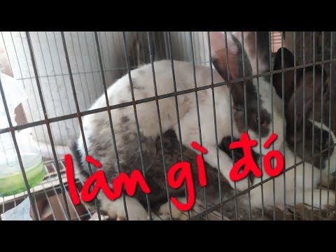 Thỏ giao phối năm 2020 .gây cấn wá