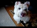 Dexter the Westie - Quiet Times