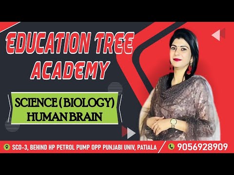 HUMAN BRAIN ( BIOLOGY)