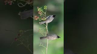 Birds Chirpsing