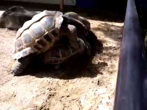 安佐動物公園・ゾウガメの交尾