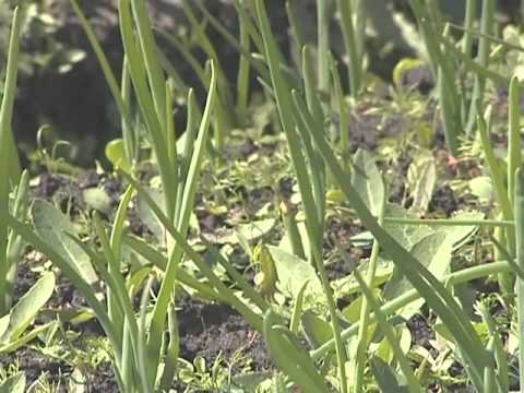 Посадка озимой моркови и уход Посадка озимой моркови и уход
