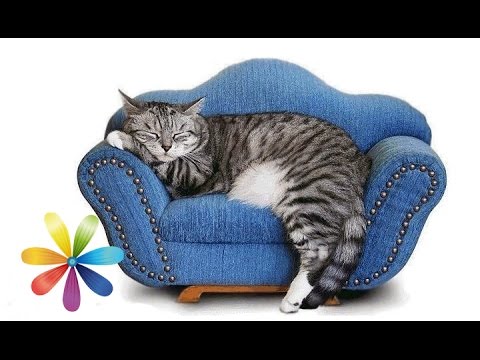Домик для кошки своими руками мейн кун Домик для кошки своими руками мейн кун