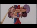 Gross anatomy of upper abdominal viscera