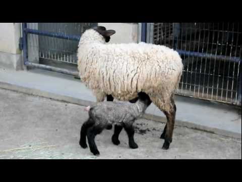 2010年2月27日 生後4日の羊@京都市動物園