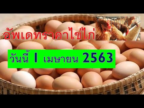 ราคาไข่ไก่วันนี้ 1 เมย 2563