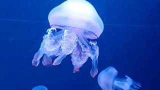 A Big Jelly Fish Maag Tv