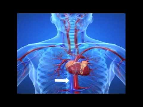 Human Body Systems and Developmental Biology - 5th Grade - YouTube