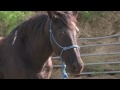 A Talking Pony!?! (2013) Free Online Movie