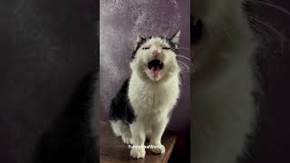Naughty Cats Meowing Nonstop - Too Funny To Ignore