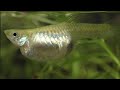 Why Do Mother Guppies Die ?  Causes and Solutions