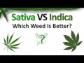 Sativa VS Indica: Which Weed Is Better?