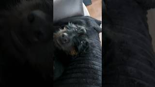 Its A Dogs Life Being Jessie The Jagd Terrier