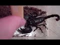 Emperor Scorpion eats Madagascar Hissing Cockroach