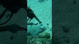 Diving With Ocean Spirit And Ianhaggerty0 In Mauritius.