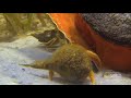 Crab