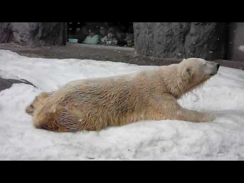 北海道　旭山動物園のほっきょくぐま　眠い！