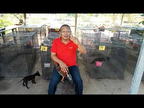 สูตรปั้นไก่หนุ่มให้ถึงสนามชน