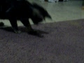 Sammy plays with a Box Elder bug