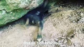 Patterdale Terrier In Tight Spot