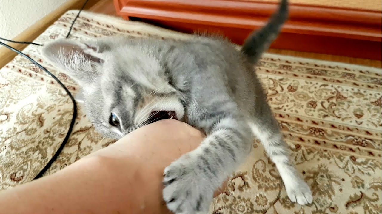 Отношения кошек в семье Отношения кошек в семье