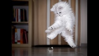 FUNNY VIDEOS: Cats and Dogs | Very funny Animals