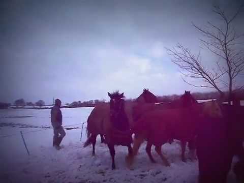 "Always Gunner my x race horse and his new life"