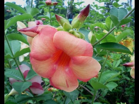 Header of Allamanda blanchetii