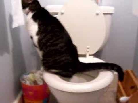 My Cat Emmy Pees in Toilet