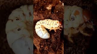 Rhinoceros Beetle Larva - 4K Close Up Rhino Beetle Larvae - Macro View