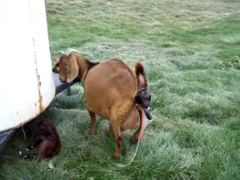 Boer goat giving birth to twins. Very Graphic! Not for the ... Boer goat giving birth to twins. Very Graphic! Not for the ...