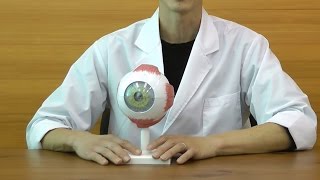 視覚器（眼球），5倍大・6分解ジャイアントモデル：動画