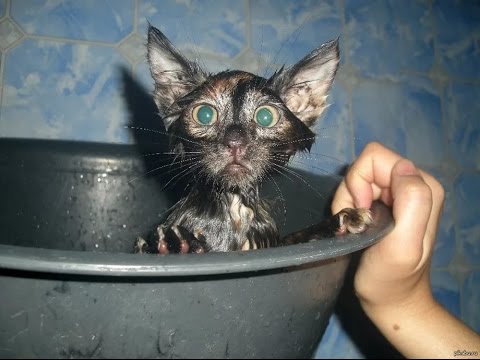 Водные процедуры животных - смешное купание домашних животных Водные процедуры животных - смешное купание домашних животных