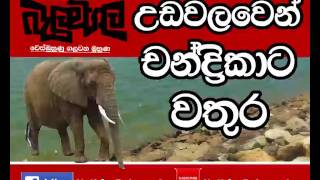 Belumgala 2017-07-27