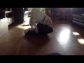 (Female!) Dog Try's To Rape Its Own Bed! Seems Legit!