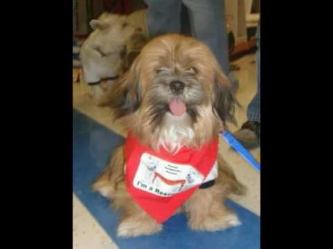 white rescue omaha white rescue omaha ne white rescue omaha white rescue omaha ne